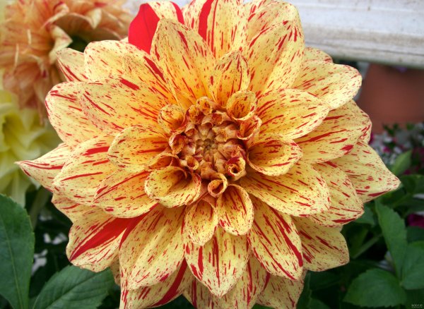  عکس گل کوکب هلندی