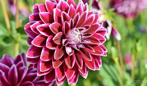  عکس گل کوکب هلندی