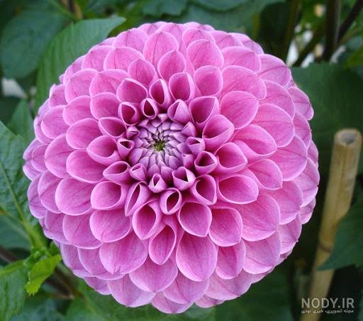  عکس گل کوکب هلندی