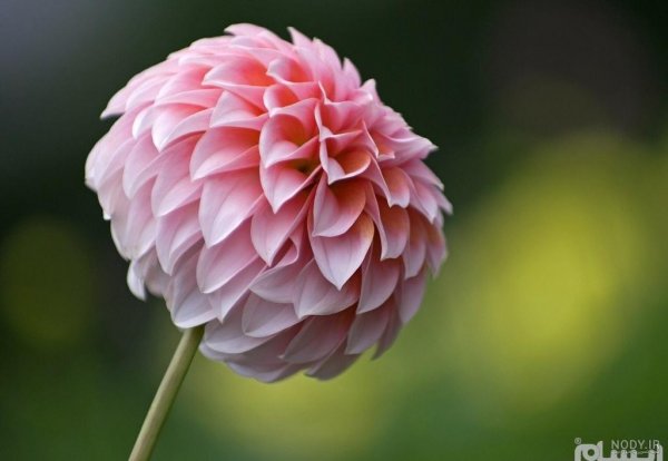  عکس گل کوکب هلندی