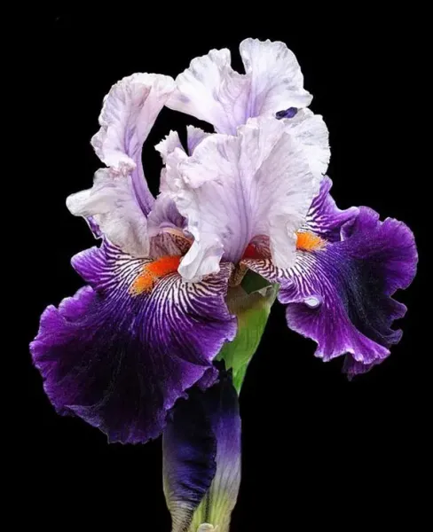  عکس گل زنبق برای استوری