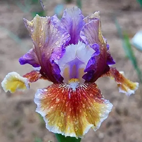  عکس گل زنبق برای استوری