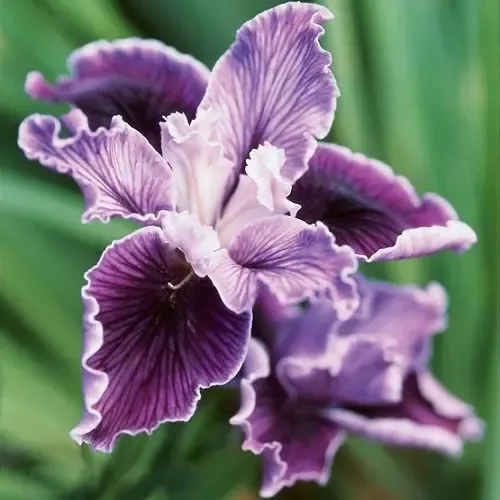  عکس گل زنبق برای استوری