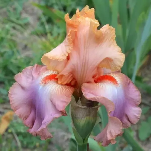  عکس گل زنبق برای استوری