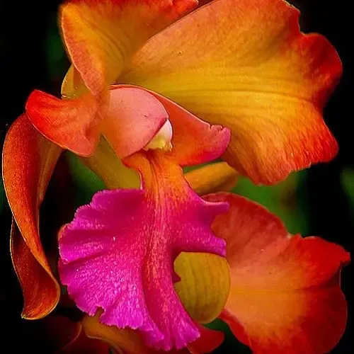  عکس گل زنبق برای استوری