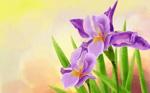  عکس گل زنبق برای استوری