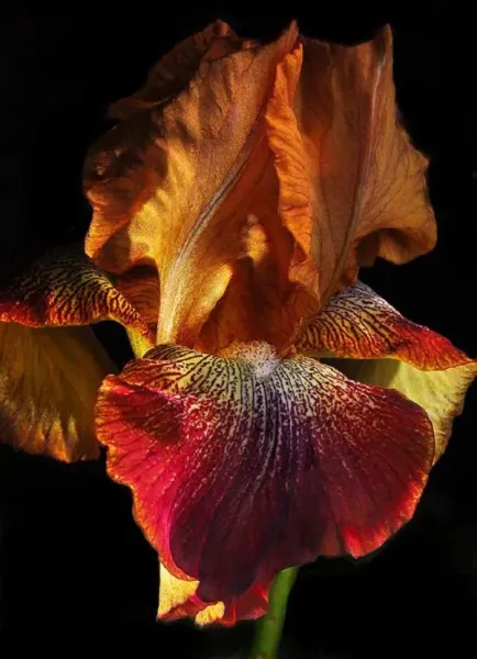  عکس گل زنبق برای استوری