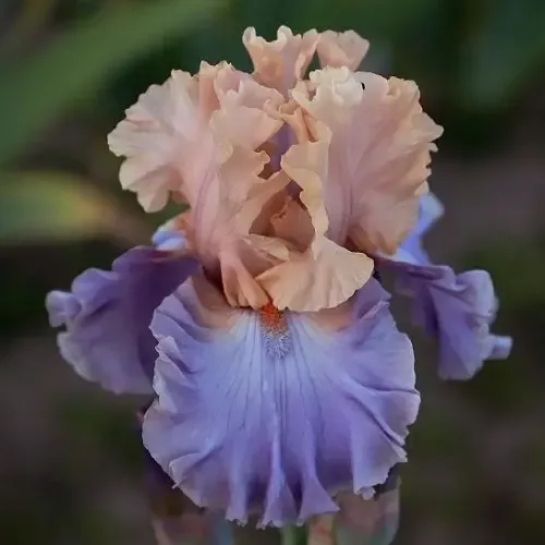  عکس گل زنبق برای استوری