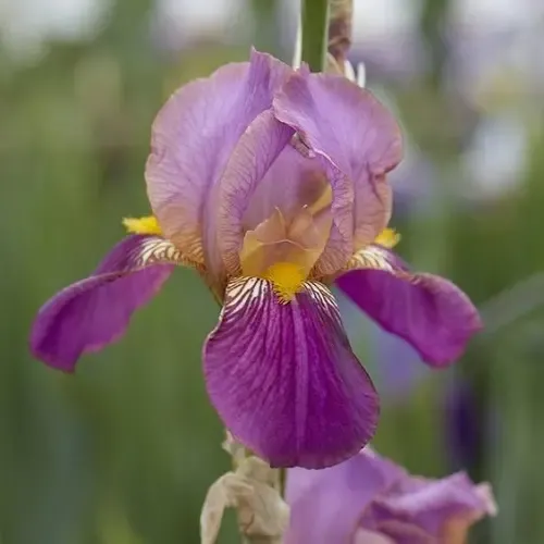  عکس گل زنبق برای استوری