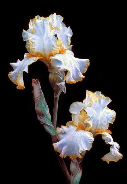  عکس گل زنبق برای استوری