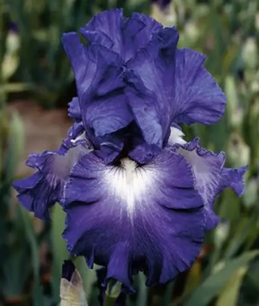  عکس گل زنبق برای استوری