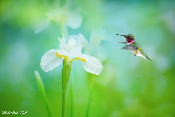  عکس گل زنبق وحشی