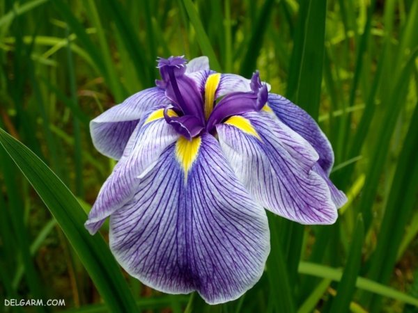  عکس گل زنبق وحشی