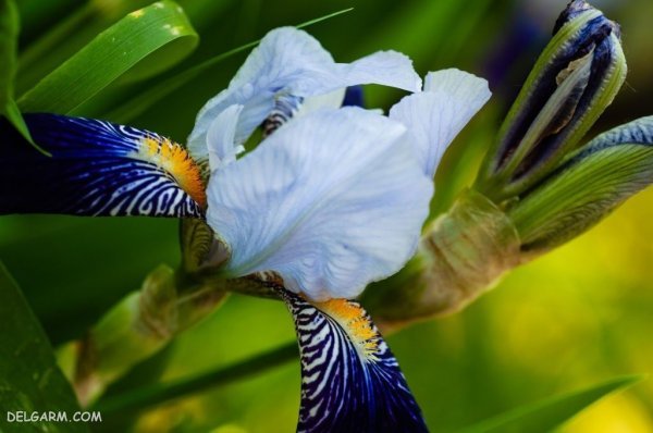  عکس گل زنبق وحشی