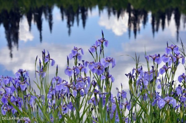  عکس گل زنبق وحشی