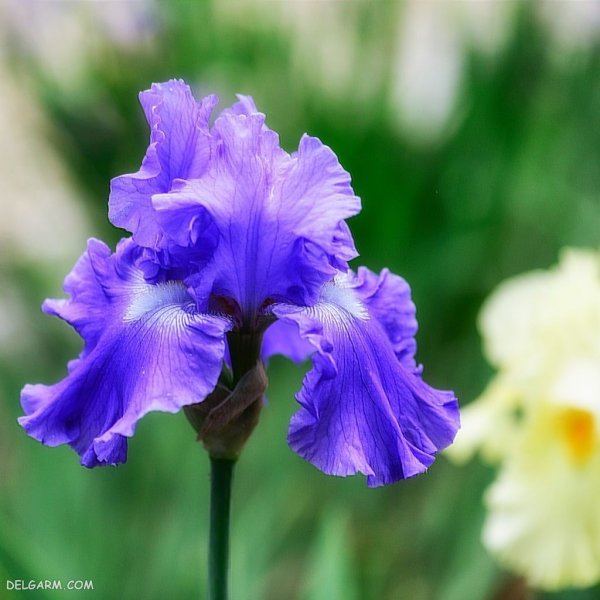  عکس گل زنبق وحشی