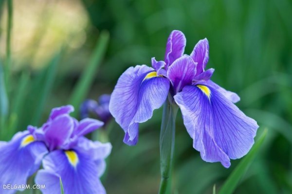  عکس گل زنبق وحشی