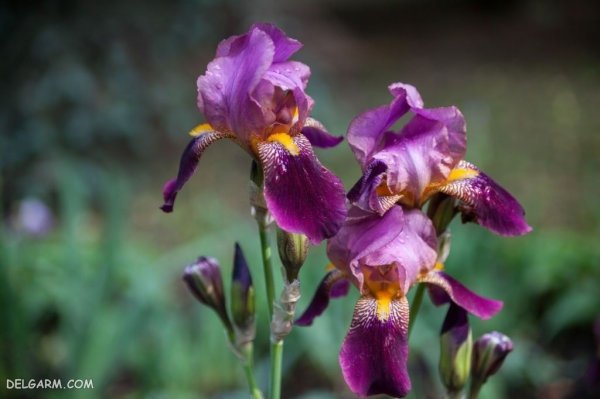  عکس گل زنبق وحشی