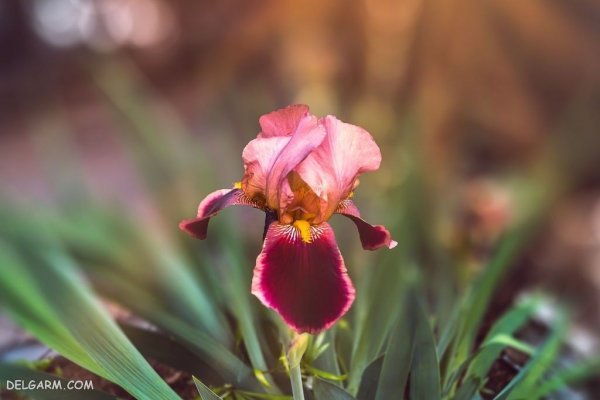  عکس گل زنبق وحشی