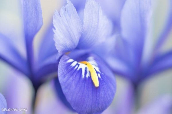  عکس گل زنبق وحشی