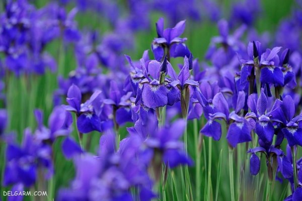  عکس گل زنبق وحشی