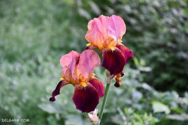  عکس گل زنبق وحشی