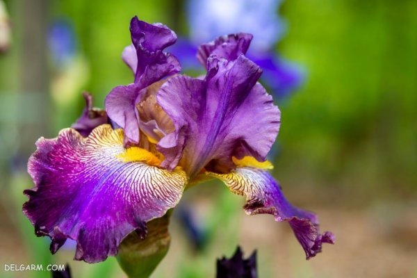  عکس گل زنبق وحشی