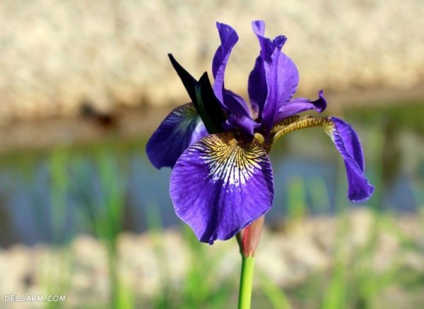  عکس گل زنبق وحشی