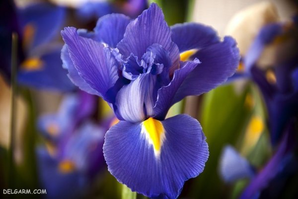  عکس گل زنبق وحشی