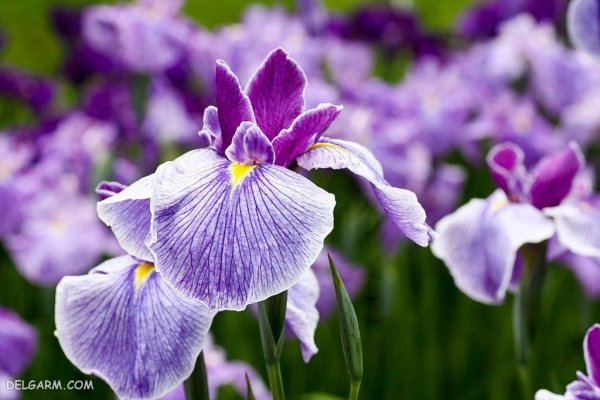  عکس گل زنبق وحشی