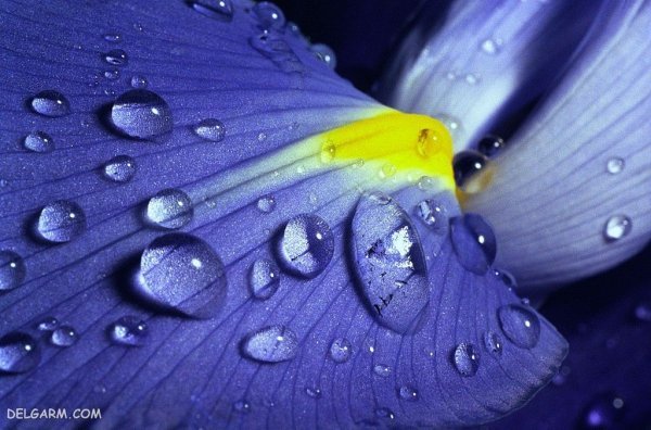  عکس گل زنبق وحشی