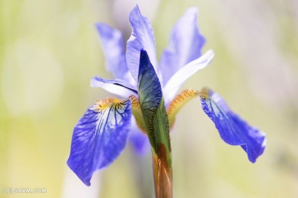  عکس گل زنبق وحشی