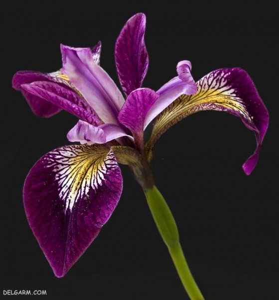  عکس گل زنبق وحشی