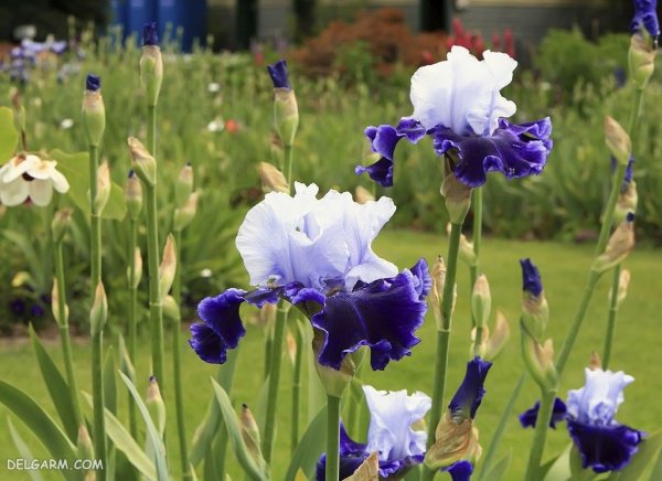  عکس گل زنبق سفید