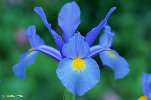  عکس گل زنبق سفید