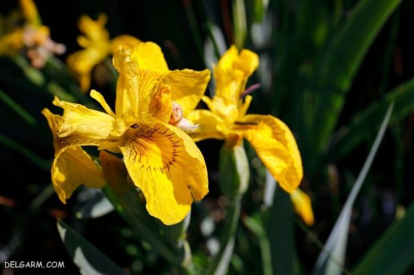  عکس گل زنبق سفید