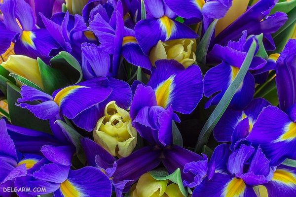  عکس گل زنبق سفید