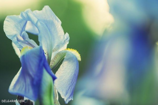  عکس گل زنبق سفید