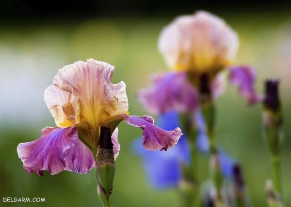  عکس گل زنبق سفید