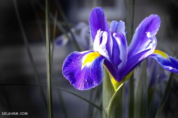  عکس گل زنبق سفید