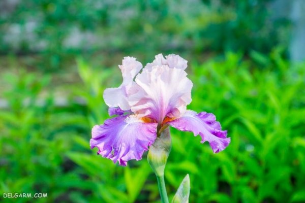  عکس گل زنبق سفید