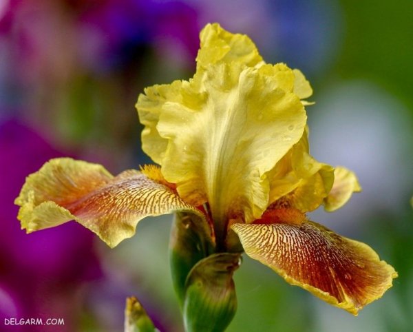  عکس گل زنبق سفید