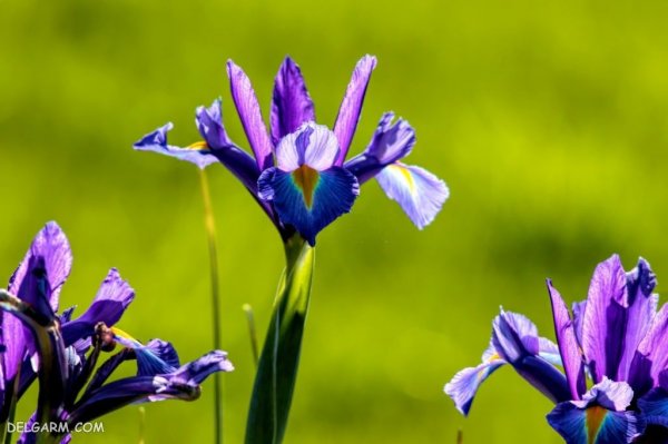  عکس گل زنبق سفید