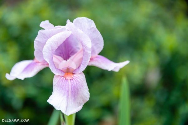  عکس گل زنبق سفید