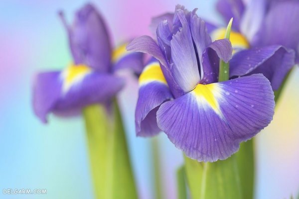  عکس گل زنبق سفید