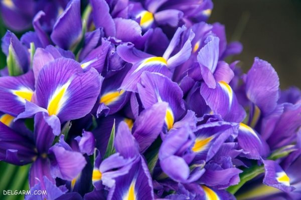  عکس گل زنبق سفید