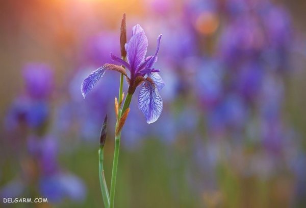  عکس گل زنبق سفید