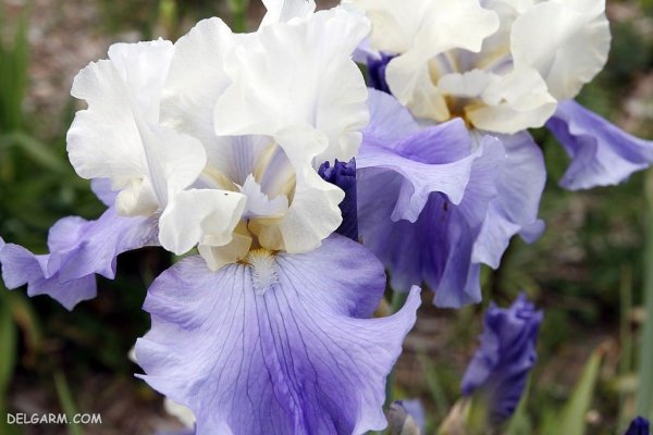  عکس گل زنبق سفید