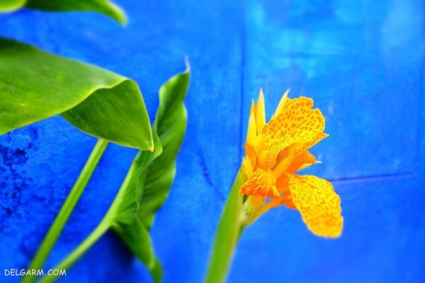  عکس گل زنبق سفید