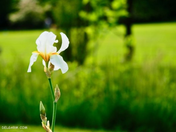  عکس گل زنبق سفید